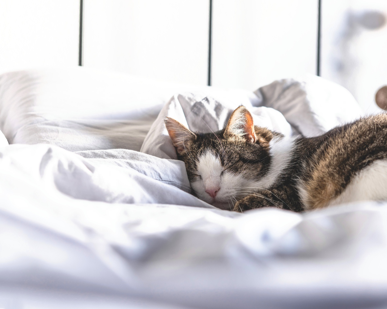 Домашний кот спит на белой постели