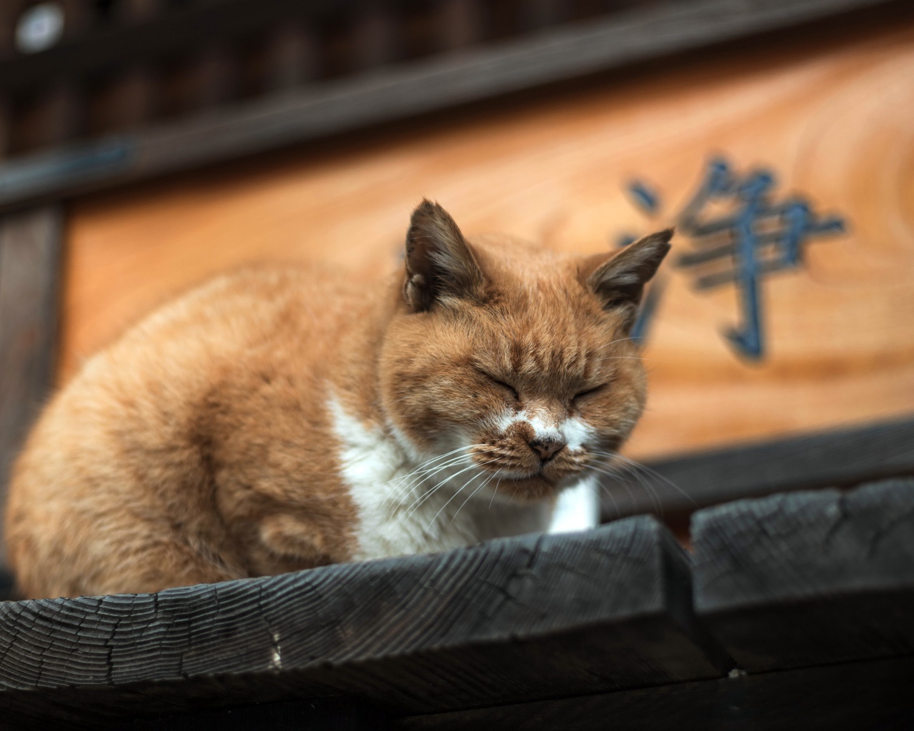 Дремлющий рыжий  кот на деревянном пороге 