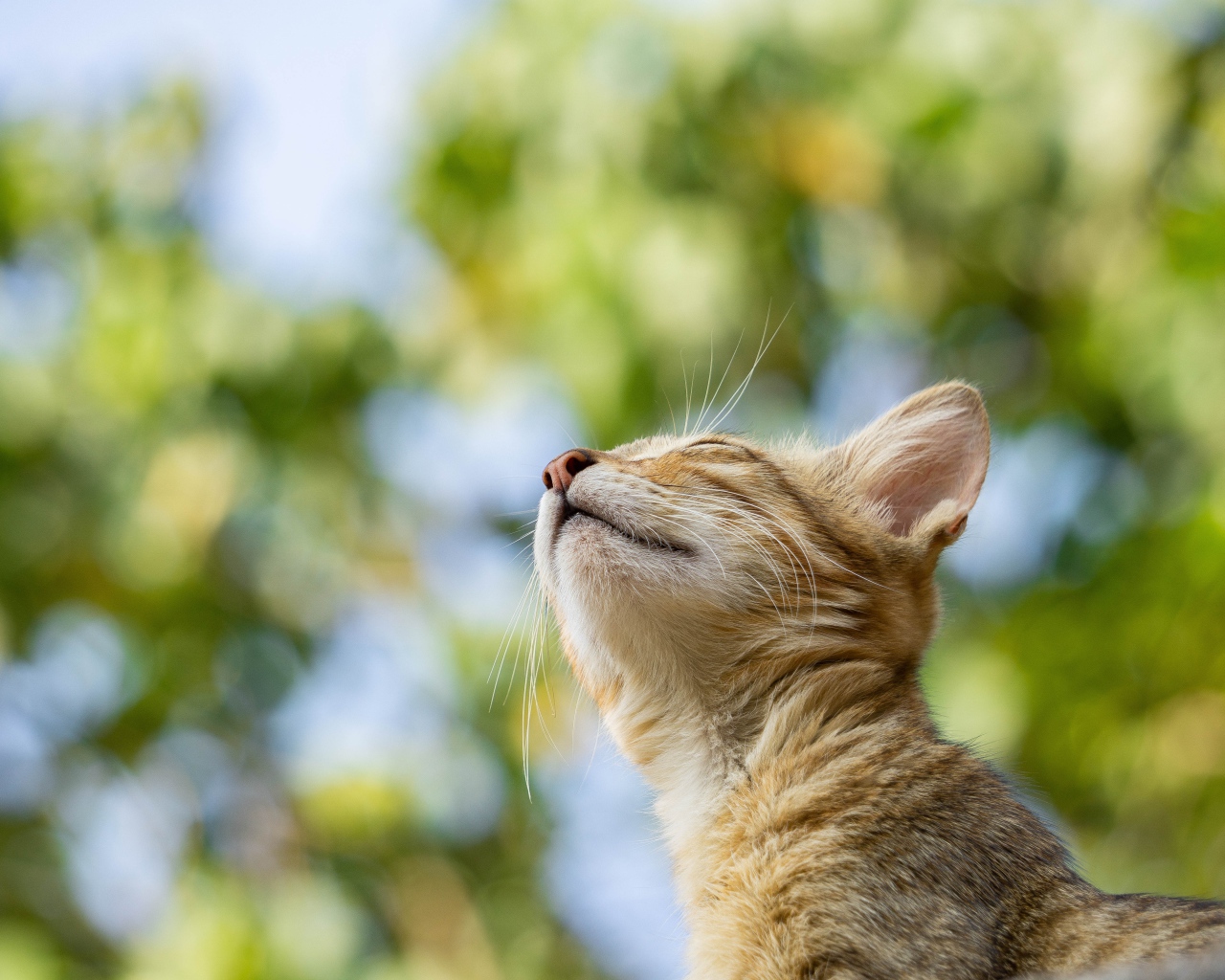 Мечтательный серый кот с закрытыми глазами