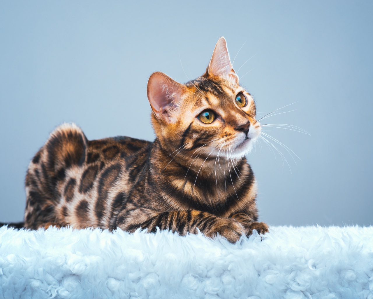 Дорогая бенгальская кошка на голубом фоне