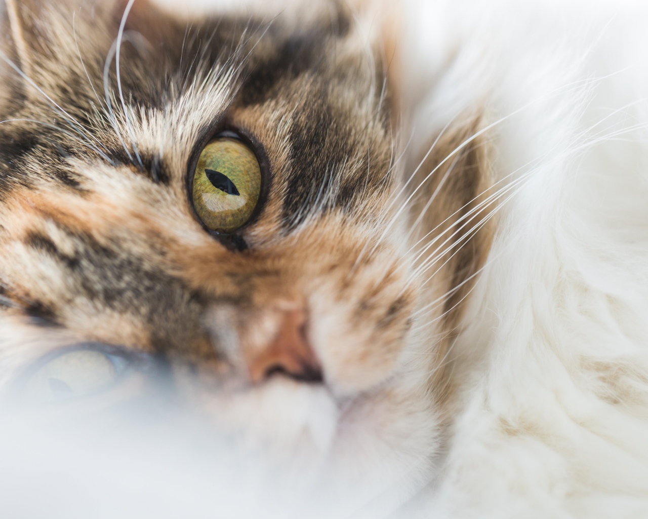 Морда зеленоглазой домашней кошки