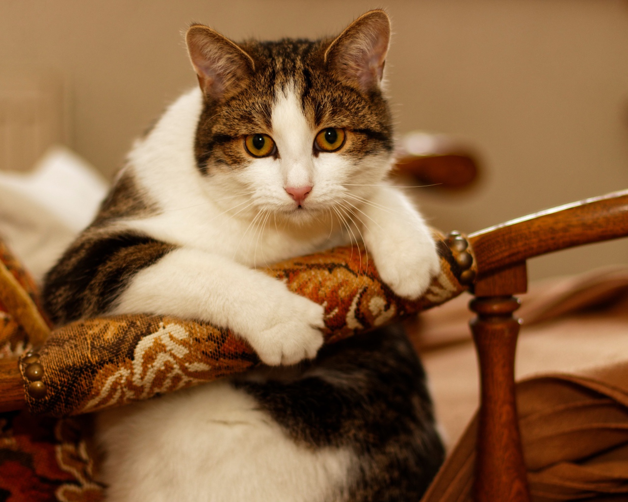 Толстый кот сидит в кресле 