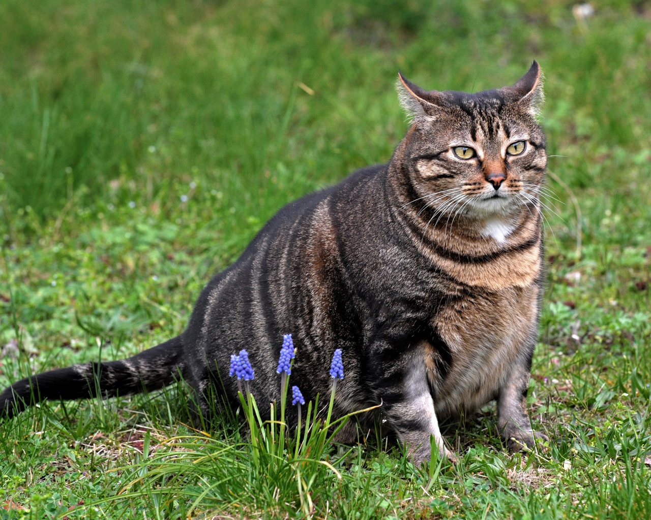 Толстый серый кот сидит на зеленой траве