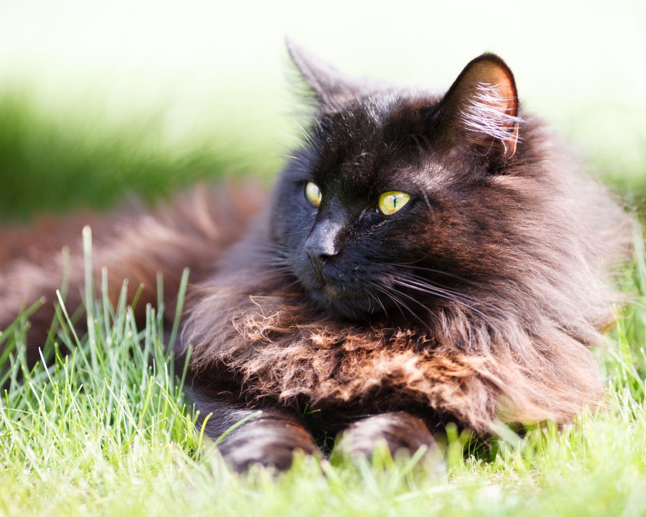 Пушистый черный кот лежит на зеленой траве