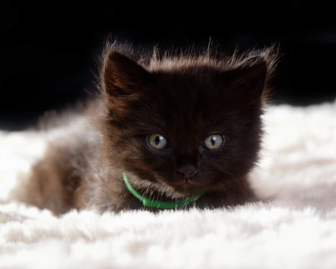 Пушистый черный котенок лежит на кровати 