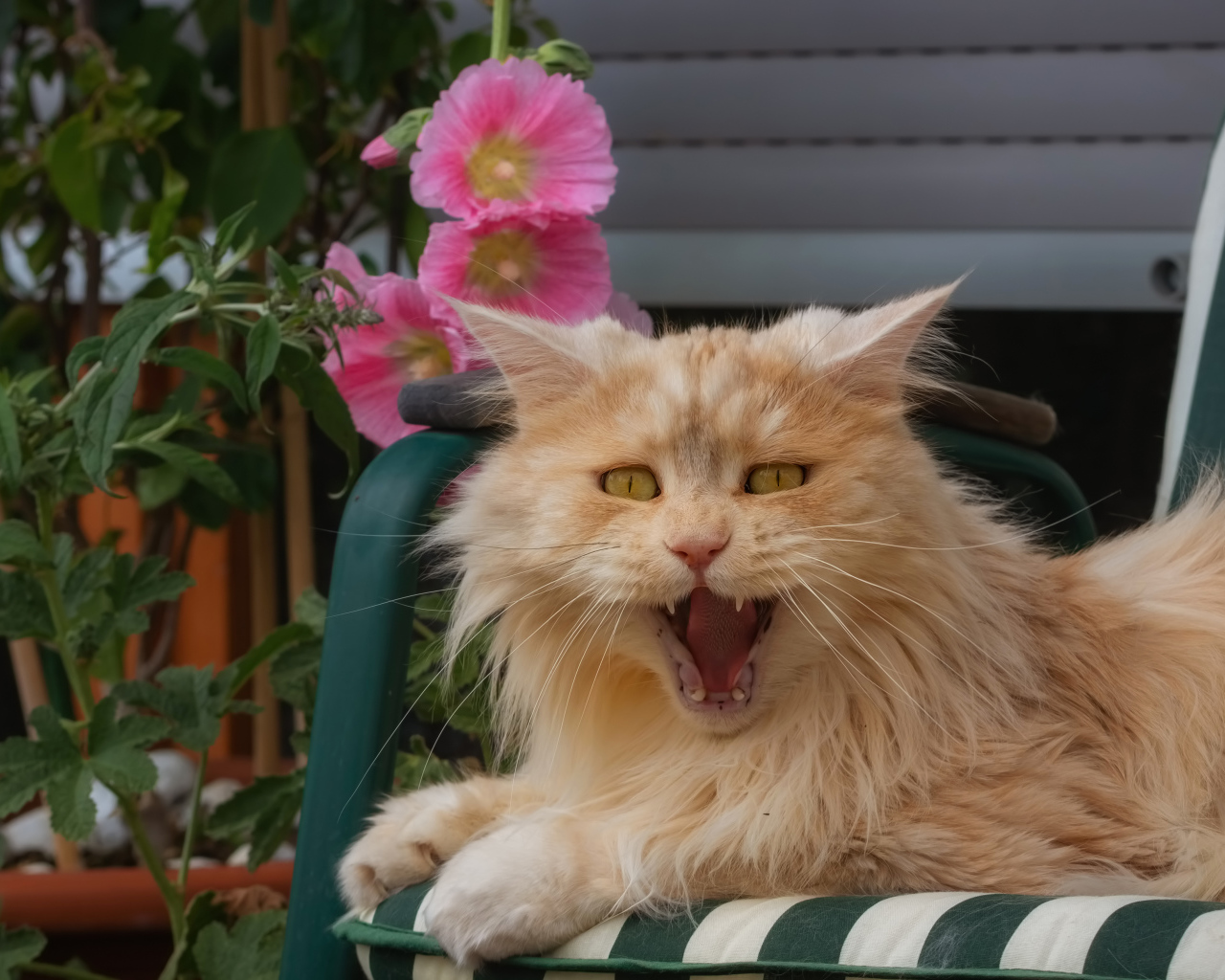 Пушистый рыжий кот зевает в кресле