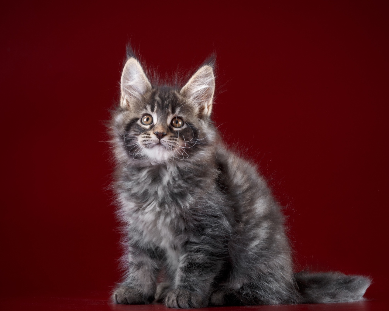 Пушистый серый котенок мейн кун на красном фоне