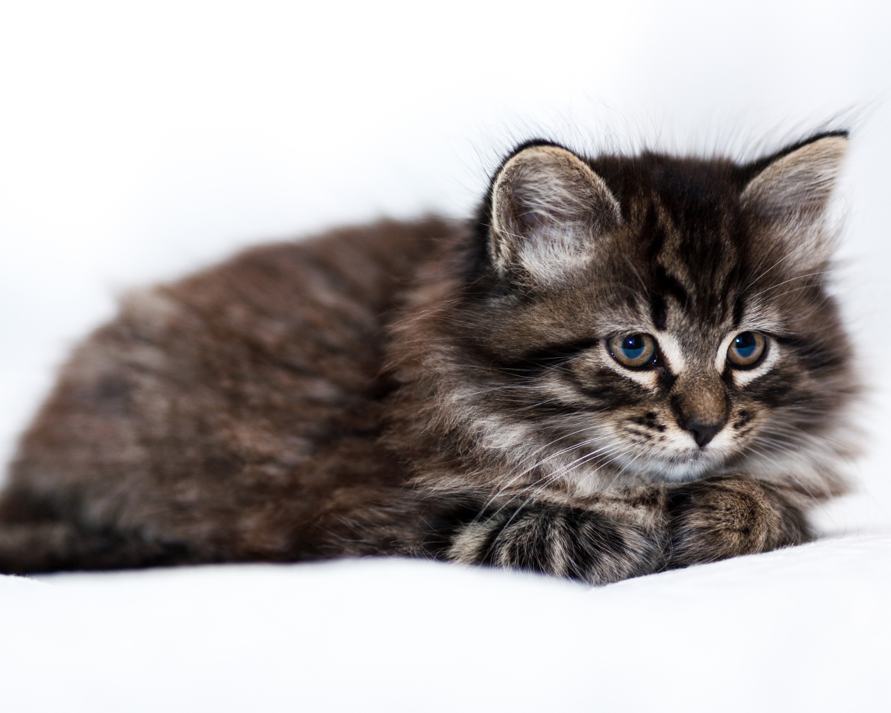 Пушистый серый котенок мейн куна на белом фоне