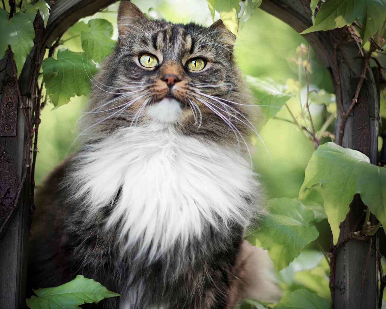 Пушистый серый с белым кот в зарослях винограда 