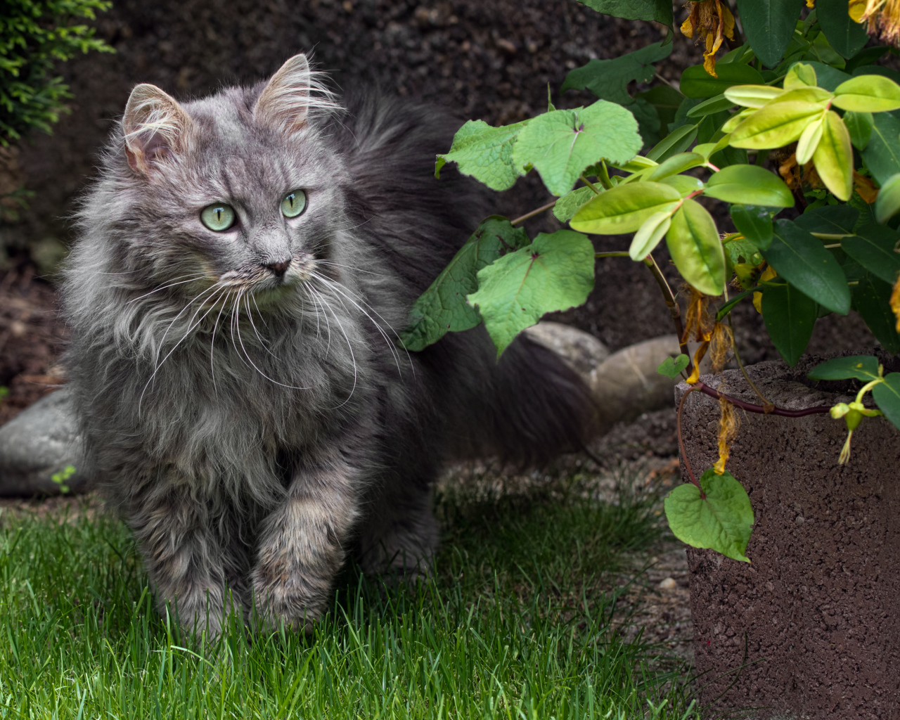 Пушистый серый кот идет по зеленой траве 