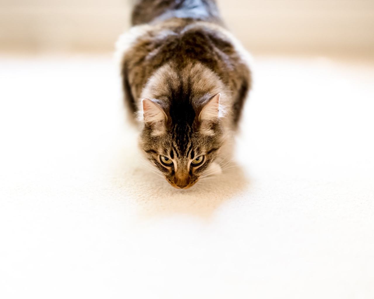 Пушистый серый кот на белом ковре 