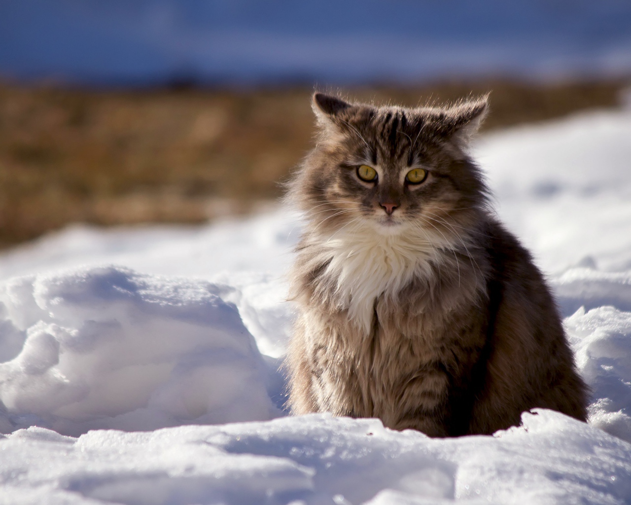 Пушистый серый кот сидит на снегу зимой