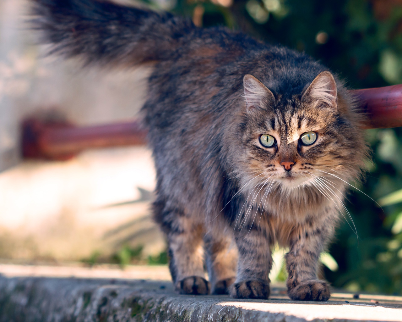 Пушистая серая кошка с зелеными глазами гуляет на улице