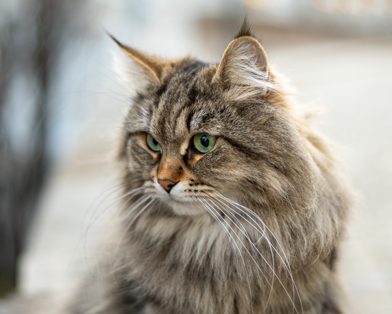 Пушистый серый кот с кисточками на ушах 