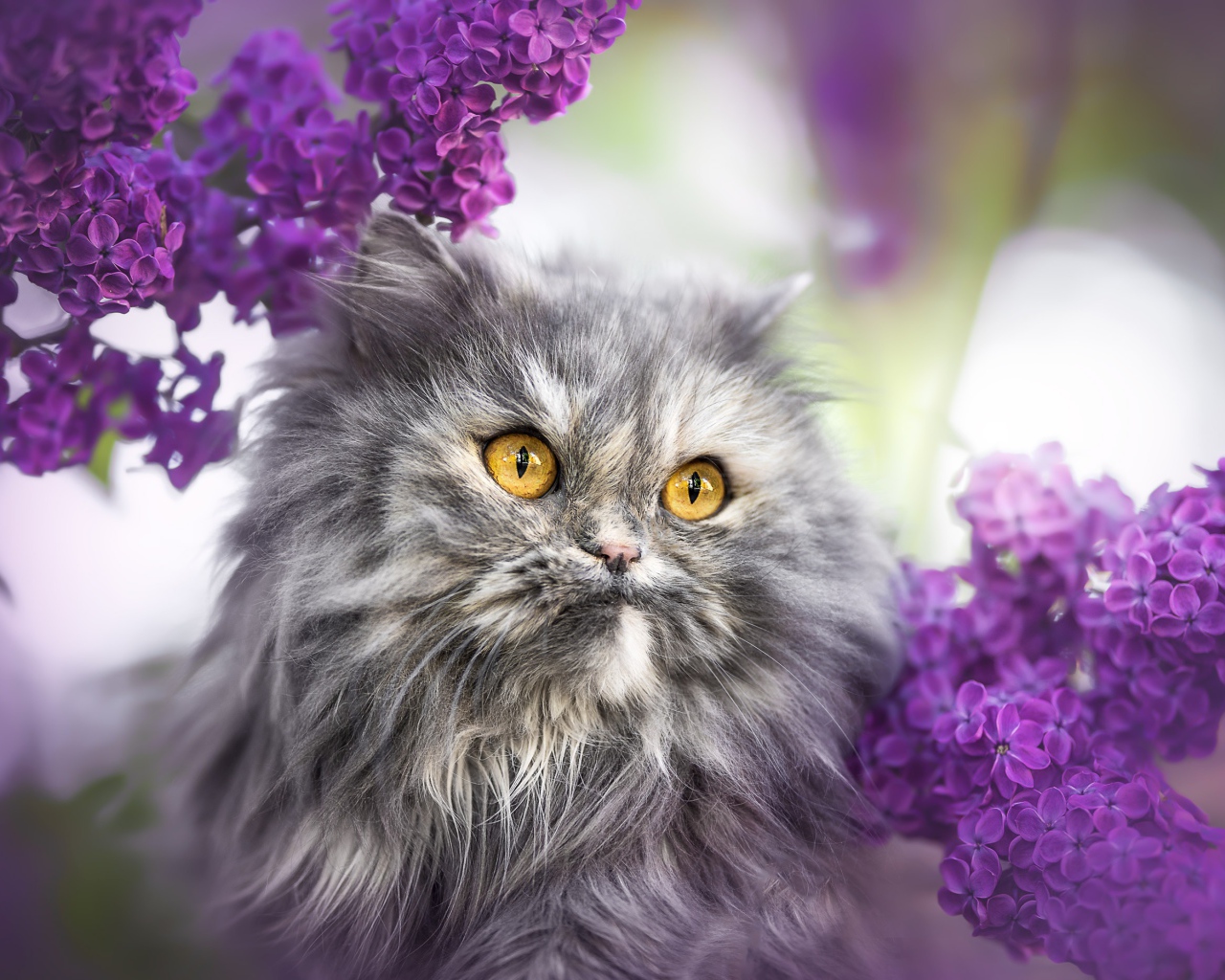 Пушистый серый кот с желтыми глазами в цветах сирени 
