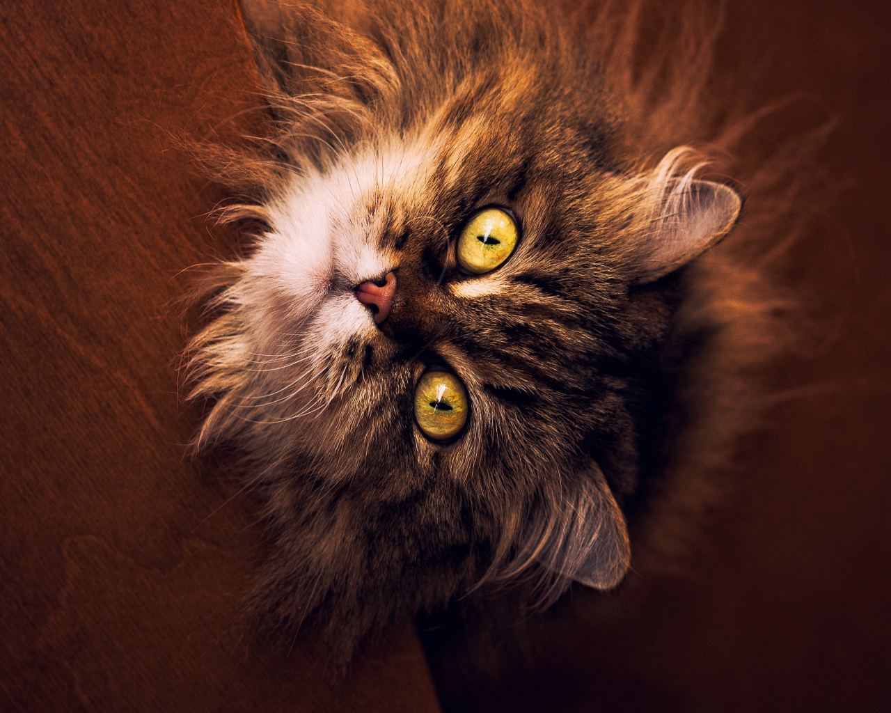 Пушистый серый кот с желтыми глазами смотрит вверх