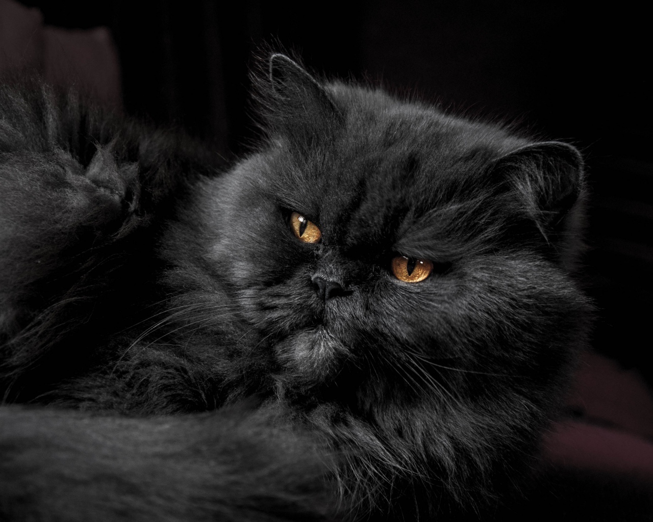 Пушистый породистый черный кот с желтыми глазами