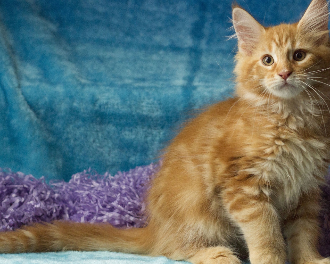 Пушистый рыжий котенок мейн кун на голубом фоне