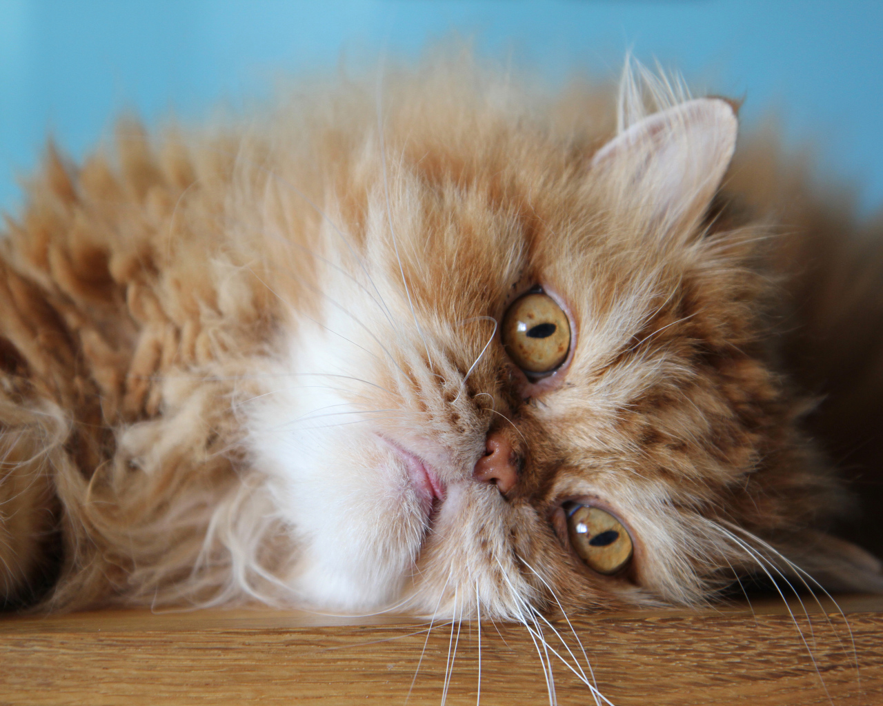 Пушистый рыжий персидский кот лежит на полу