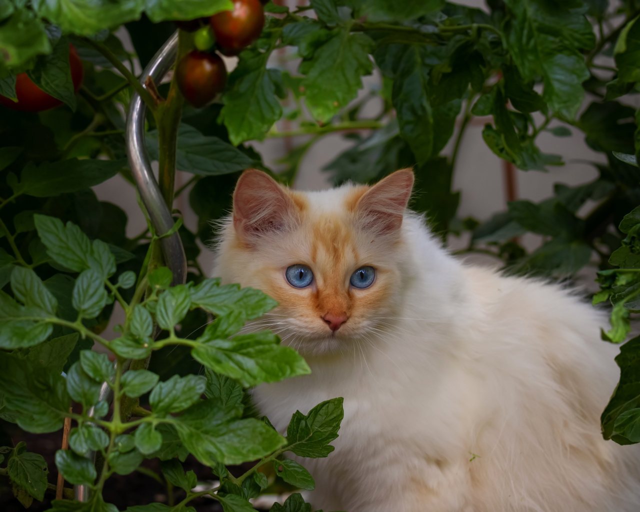 Пушистый породистый голубоглазый кот сидит в помидорах