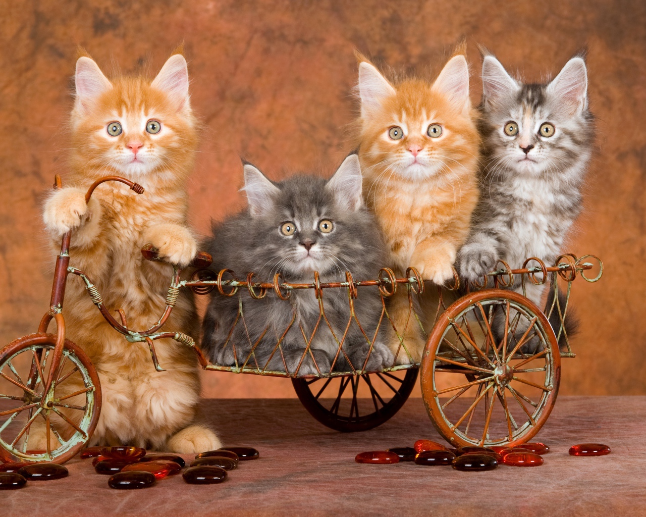 Забавные котята породы мейн кун в игрушечном велосипеде 
