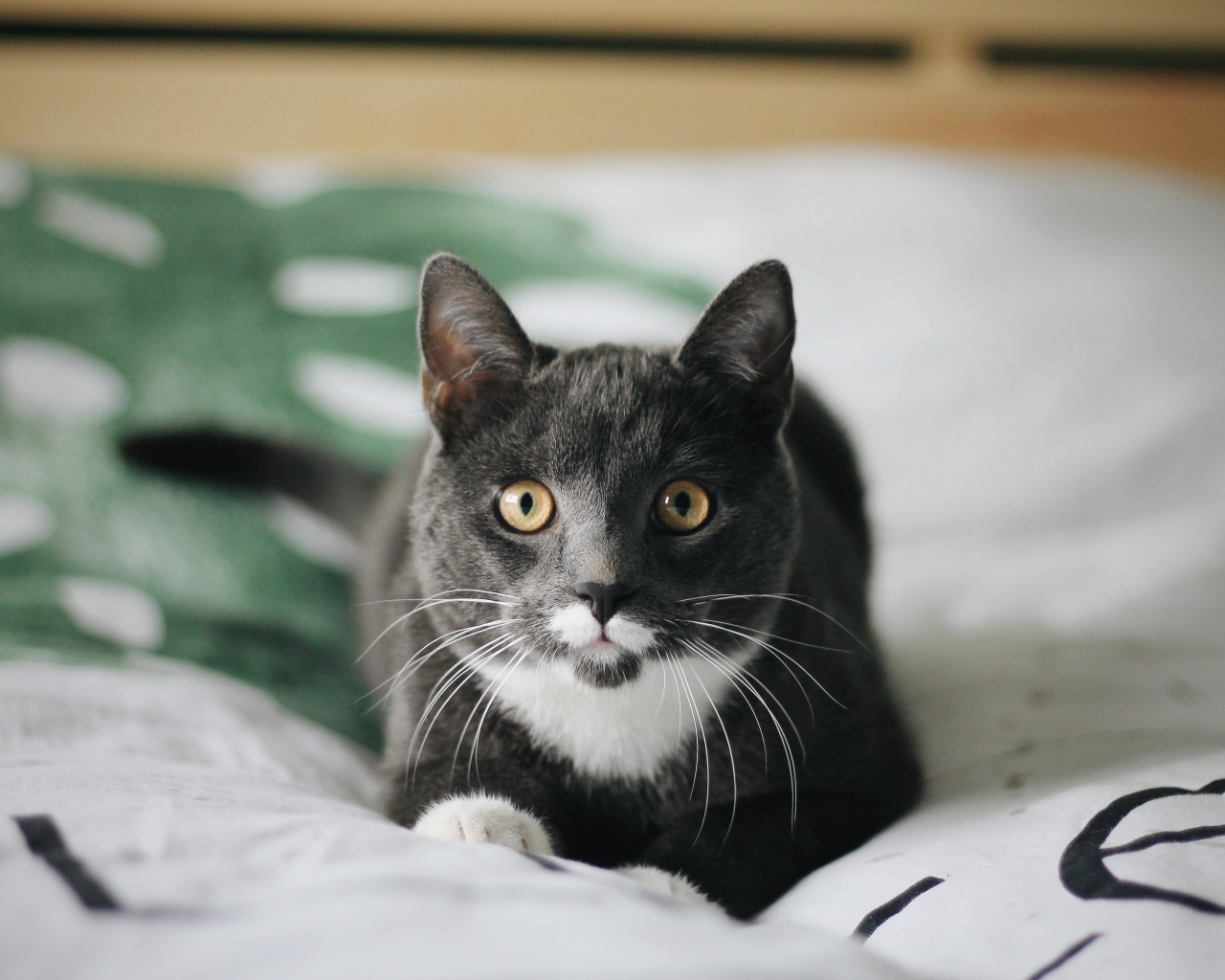 Забавный пепельный кот лежит на кровати 