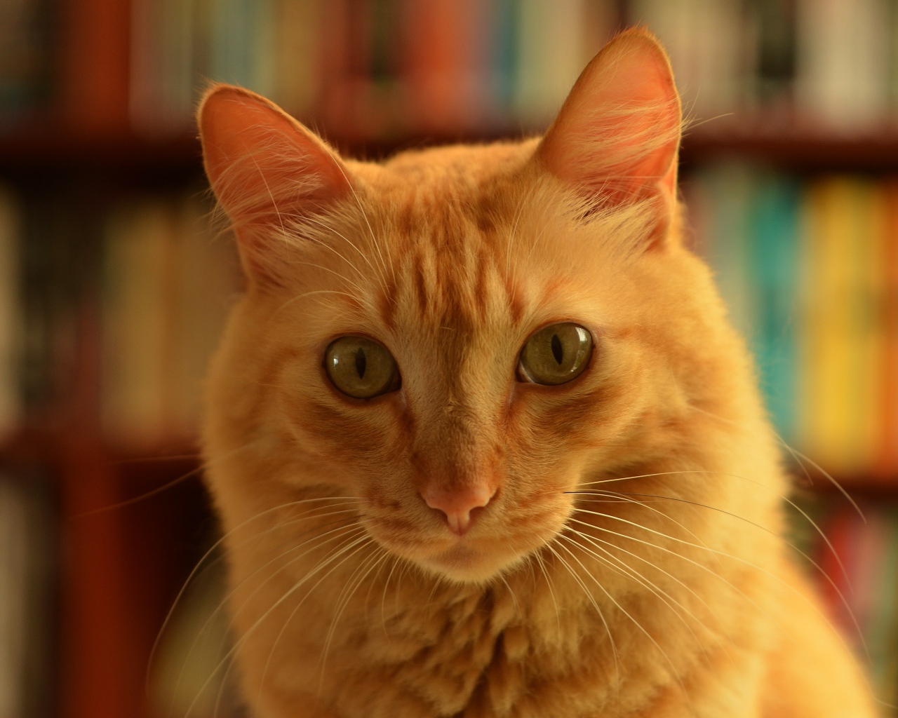 Забавная морда рыжего кота крупным планом 