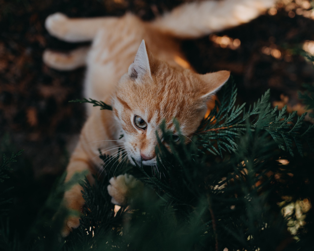 Забавный рыжий кот с зеленых ветках