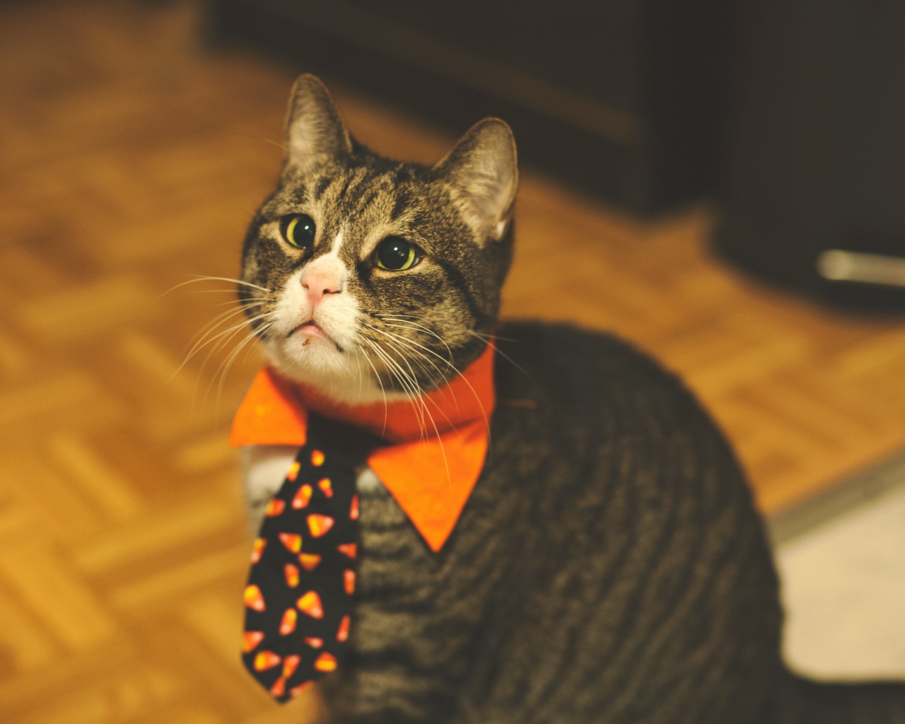Смешной серый кот в галстуке