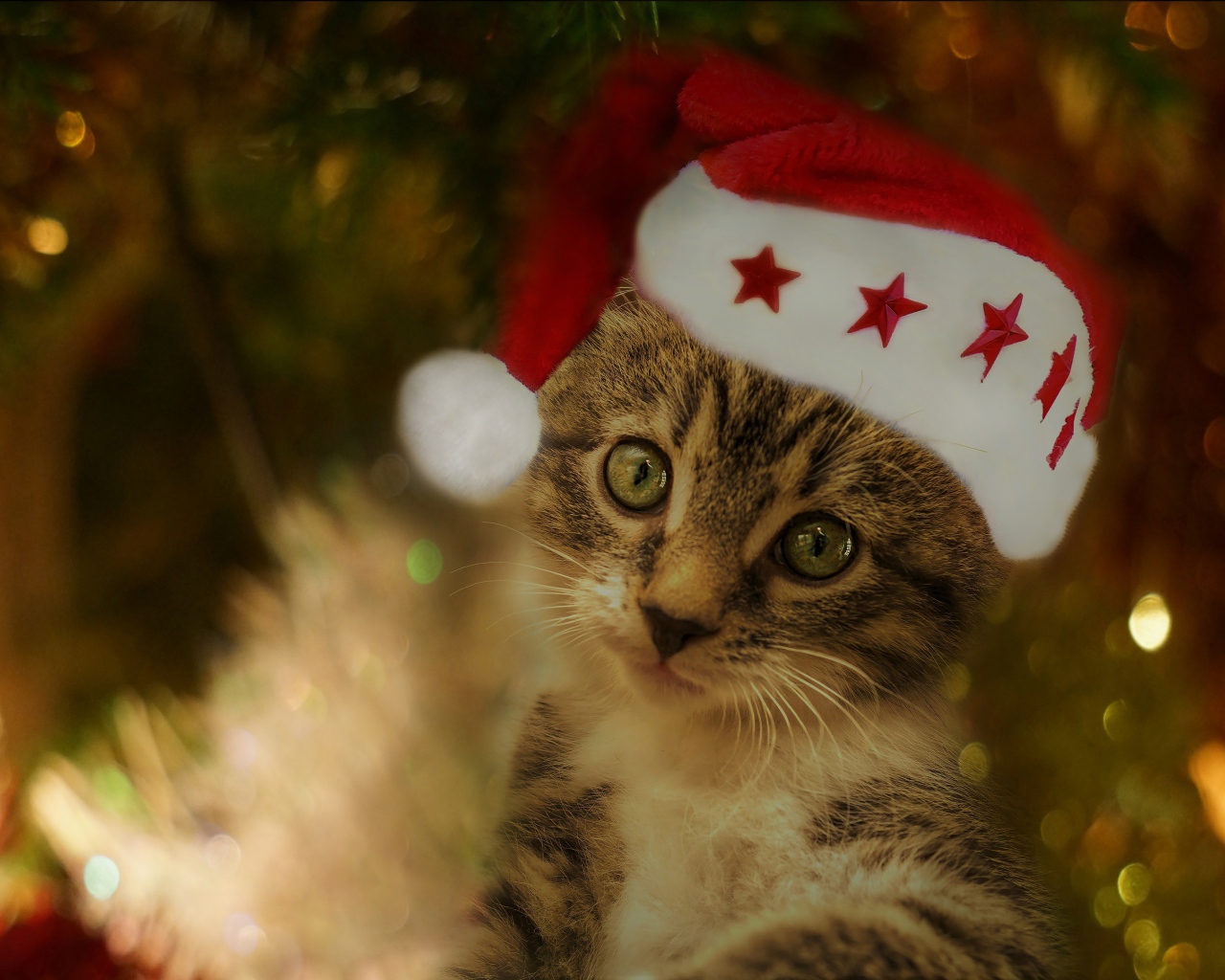 Забавный серый котенок в красной шапке под елкой 