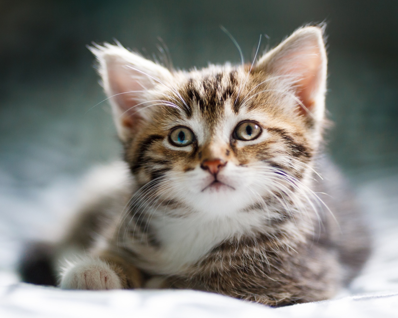 Забавный серый котенок лежит на кровати 