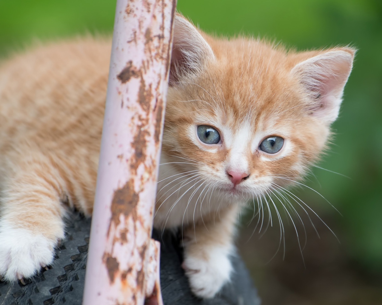 Рыжик котенок сидит на колесе