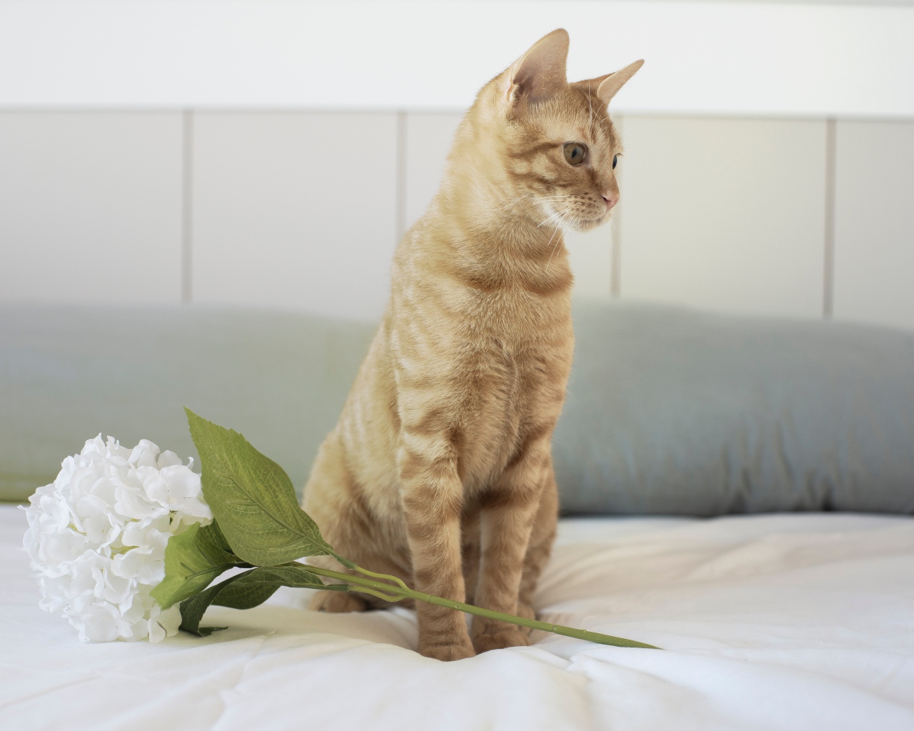 Рыжий котенок с цветком на кровати 