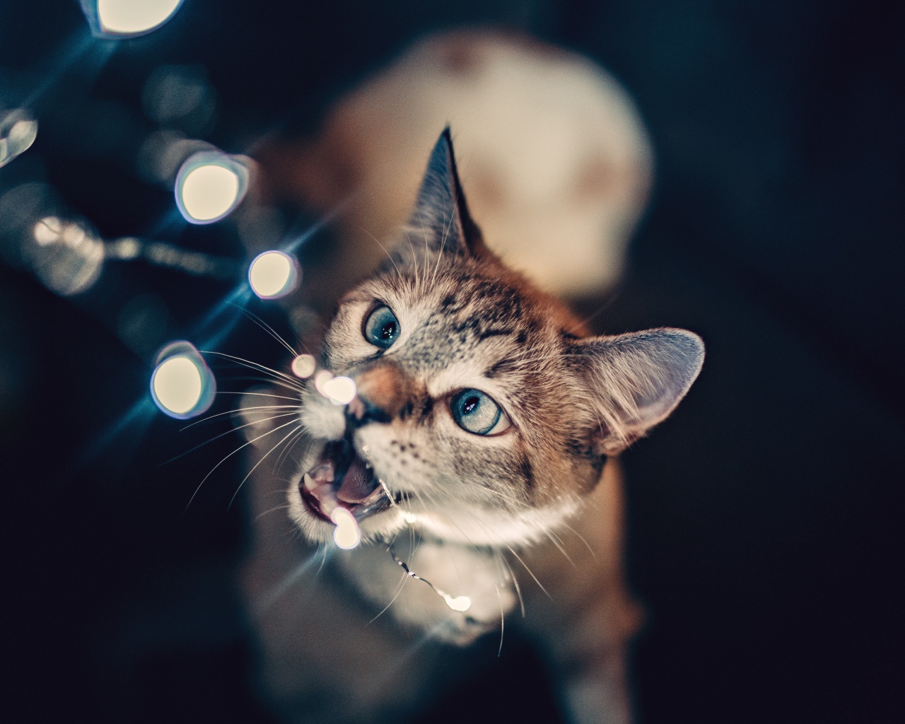 Серый кот кусает гирлянду 