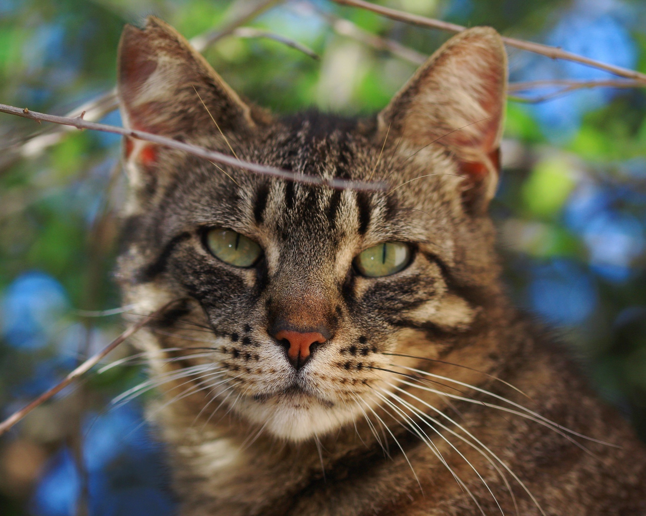 Серый кот в ветках крупным планом