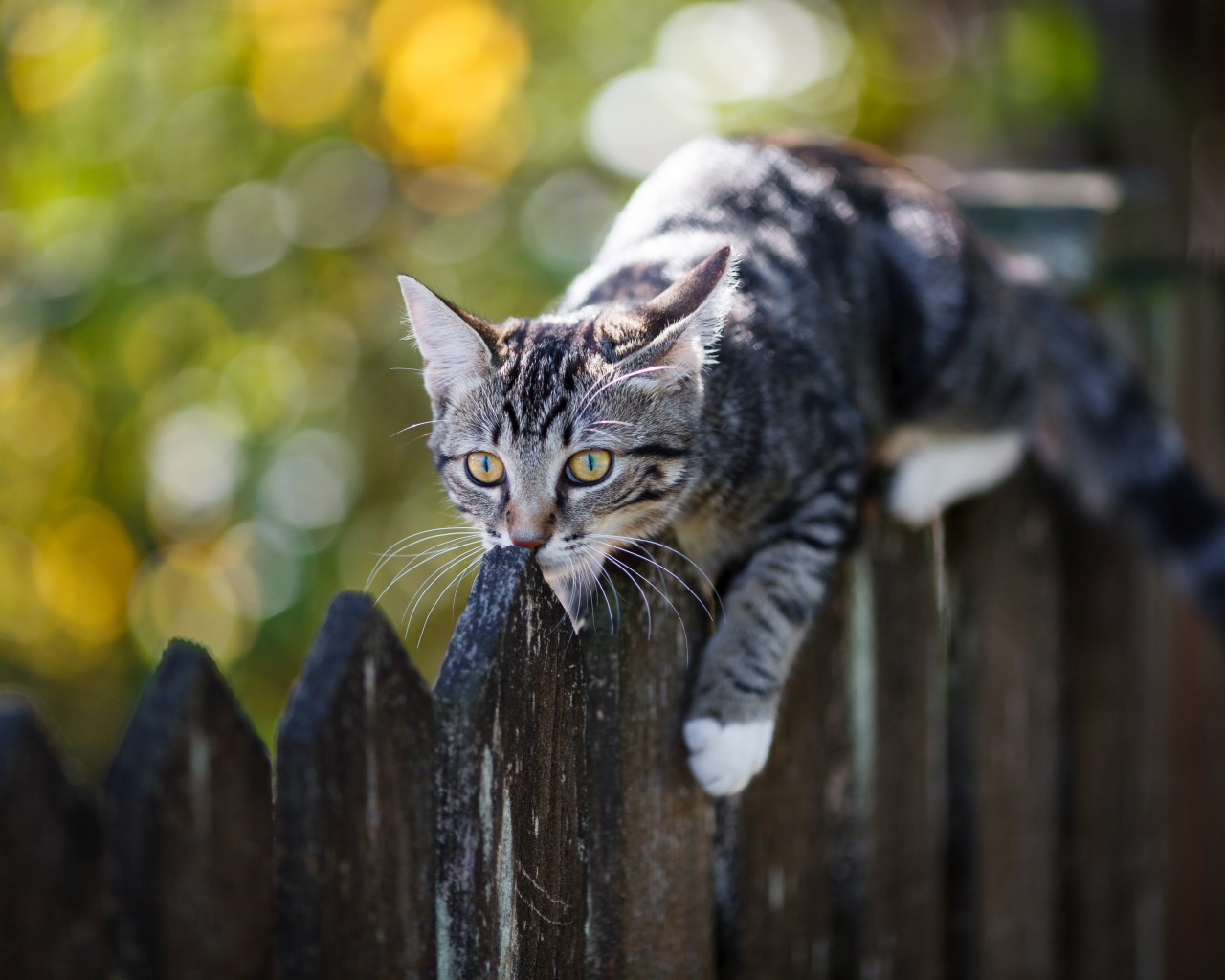 Серый кот лежит на деревянном заборе 
