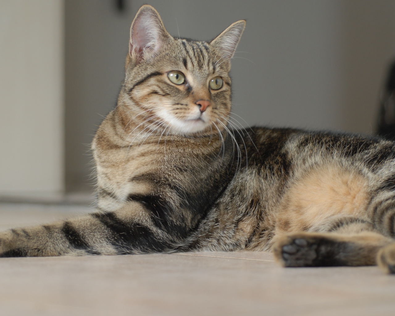 Серый кот лежит на полу 