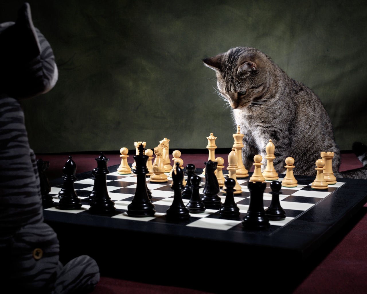 Серый кот играет в шахматы 