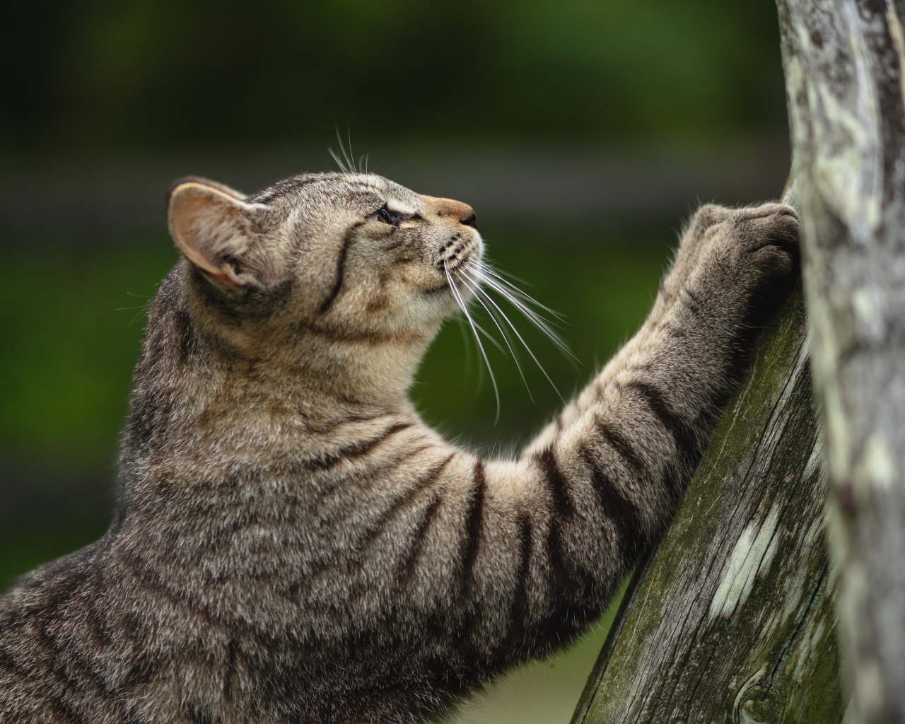 Gray cat sharpens claws on a tree
