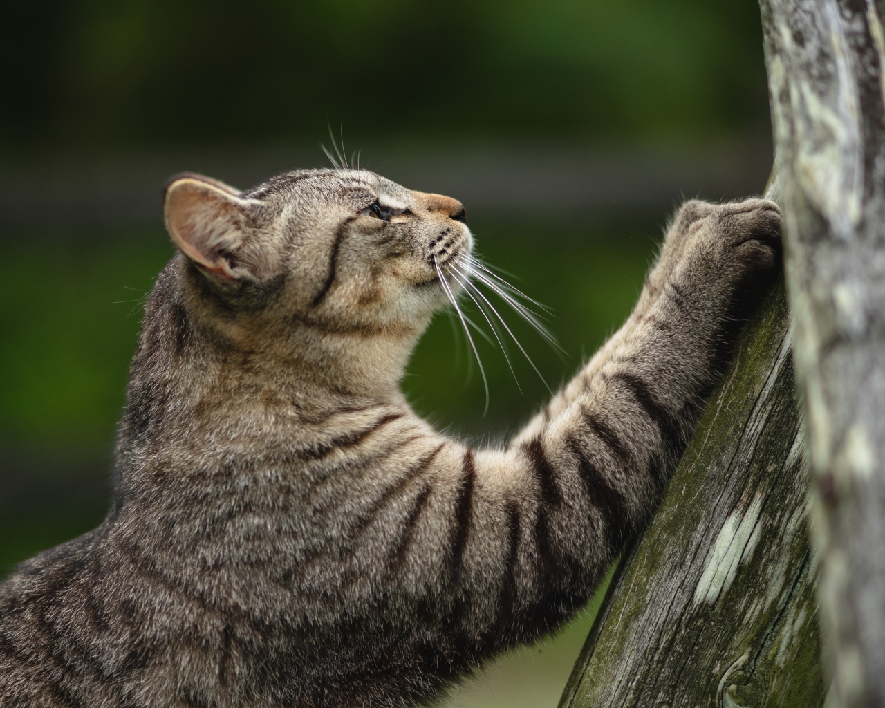 Серый кот точит когти об дерево 