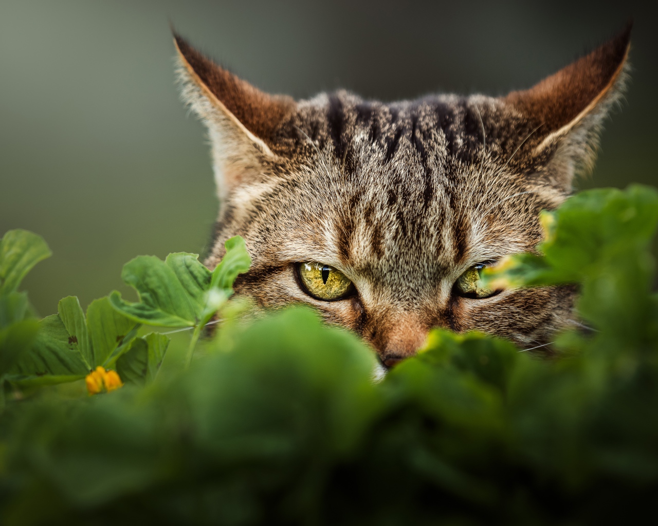 Серый кот с зелеными глазами прячется в траве 
