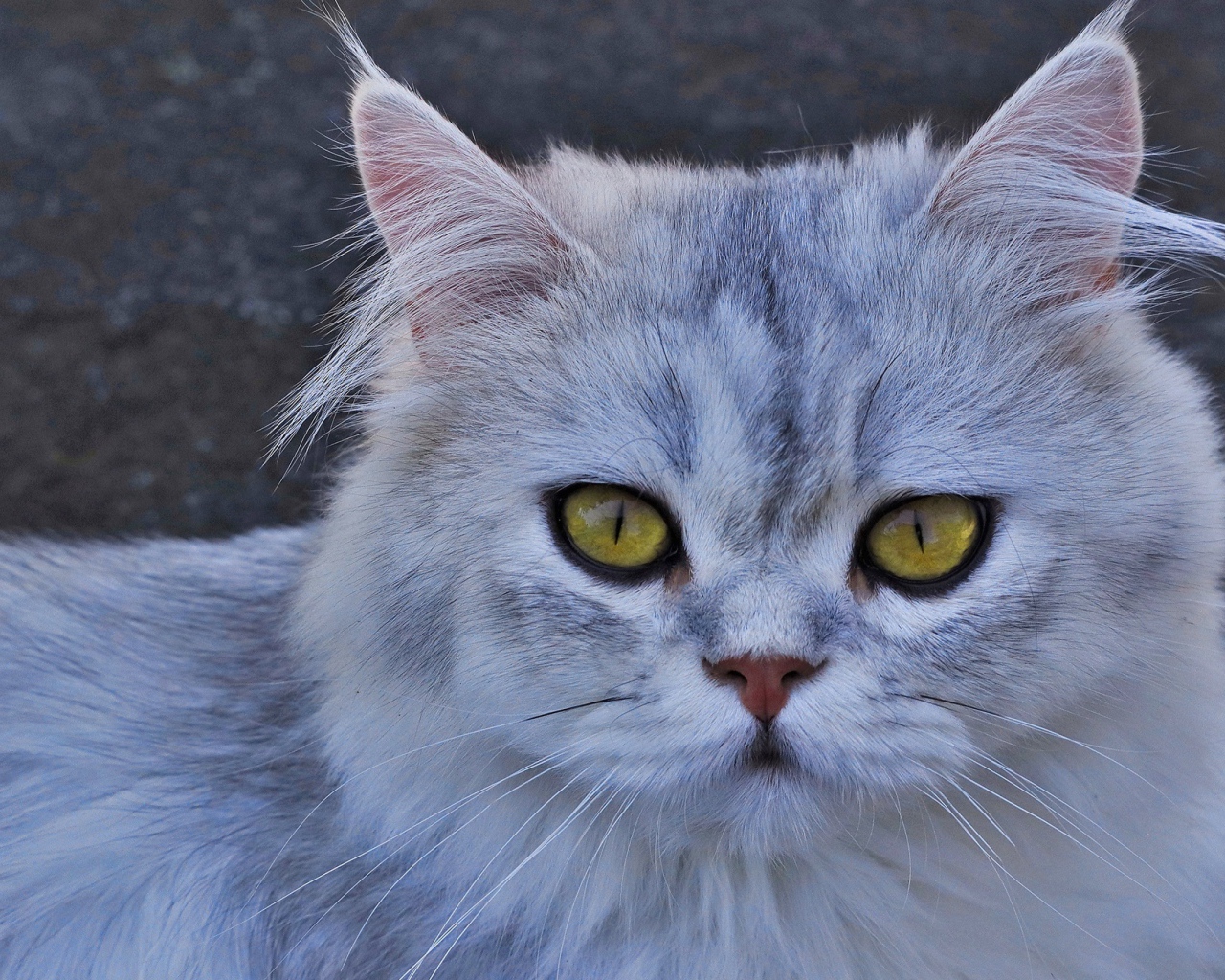 Серая кошка с желтыми глазами 