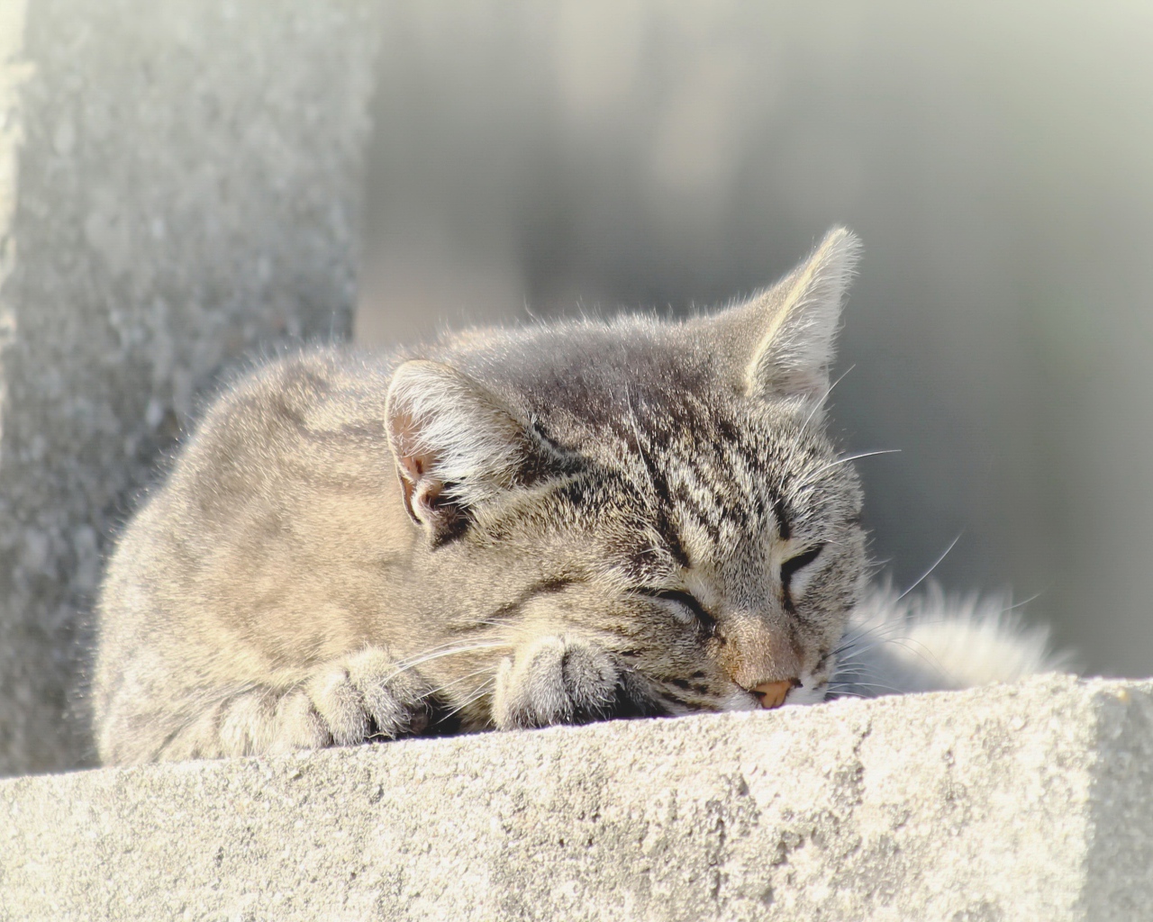 Серый домашний кот спит на улице