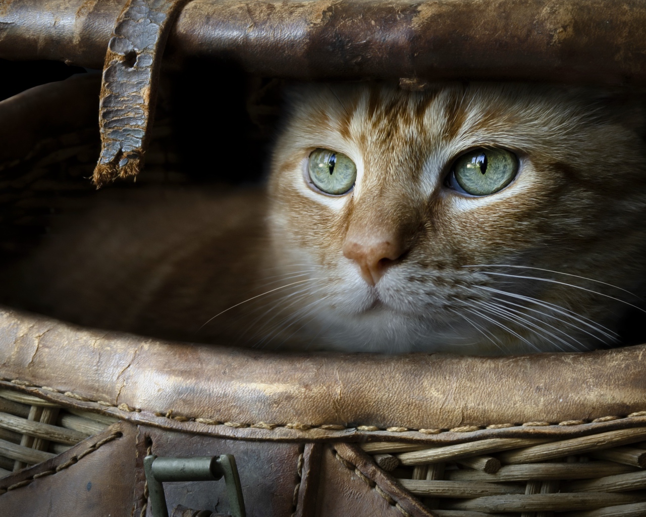 Зеленоглазый рыжий кот в корзине