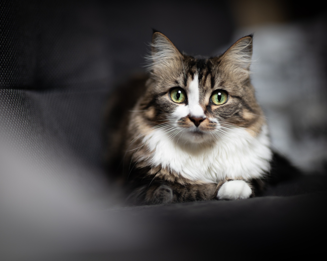 Зеленоглазый серый кот лежит на сером покрывале 