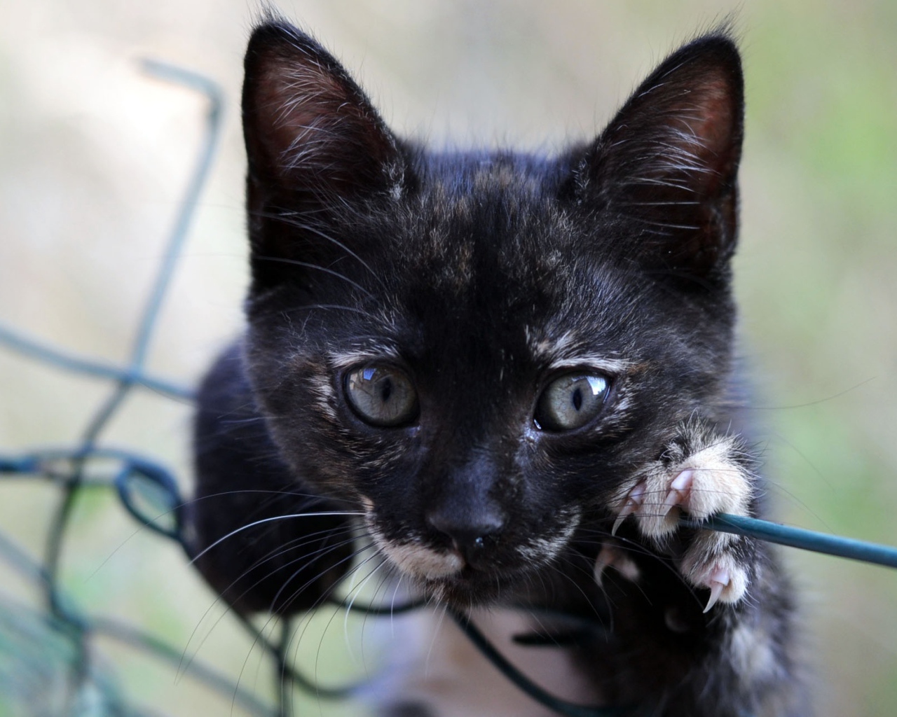 Маленький черный котенок лежит на сетке 