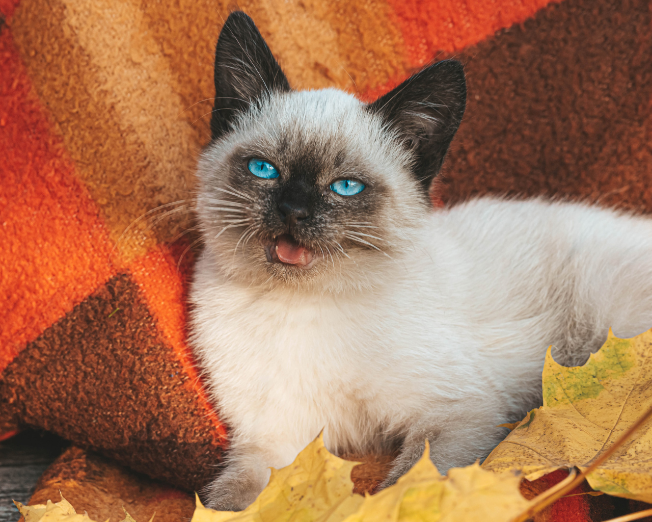 Маленький голубоглазый сиамский котенок лежит на одеяле