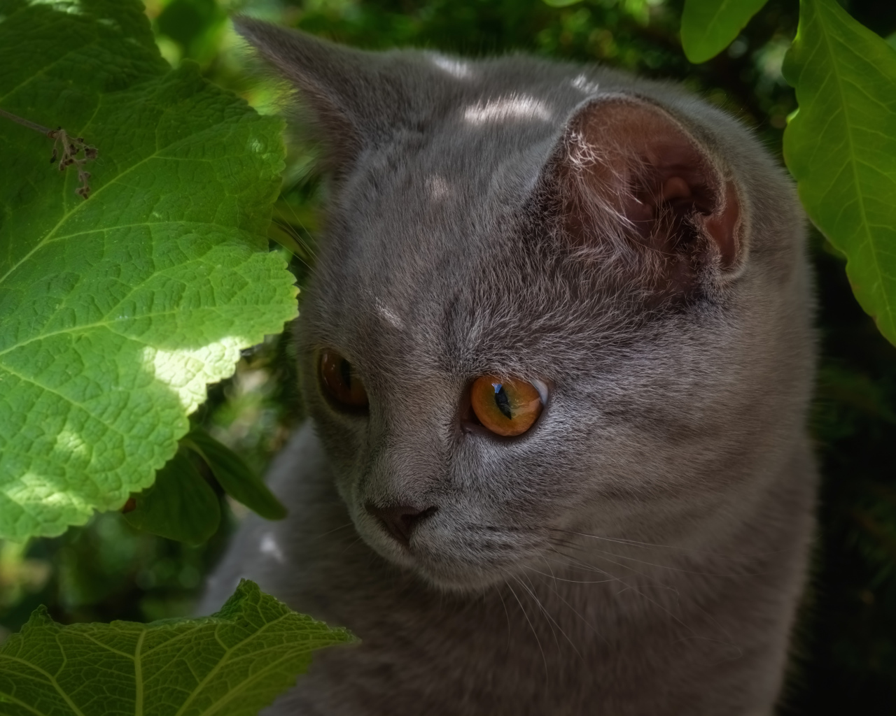 Маленький британский котенок в зеленых листьях