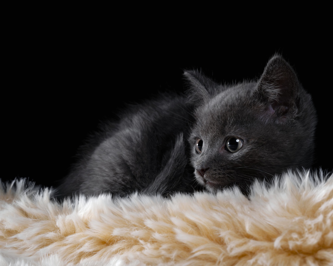 Маленький британский котенок лежит на меховой подстилке 