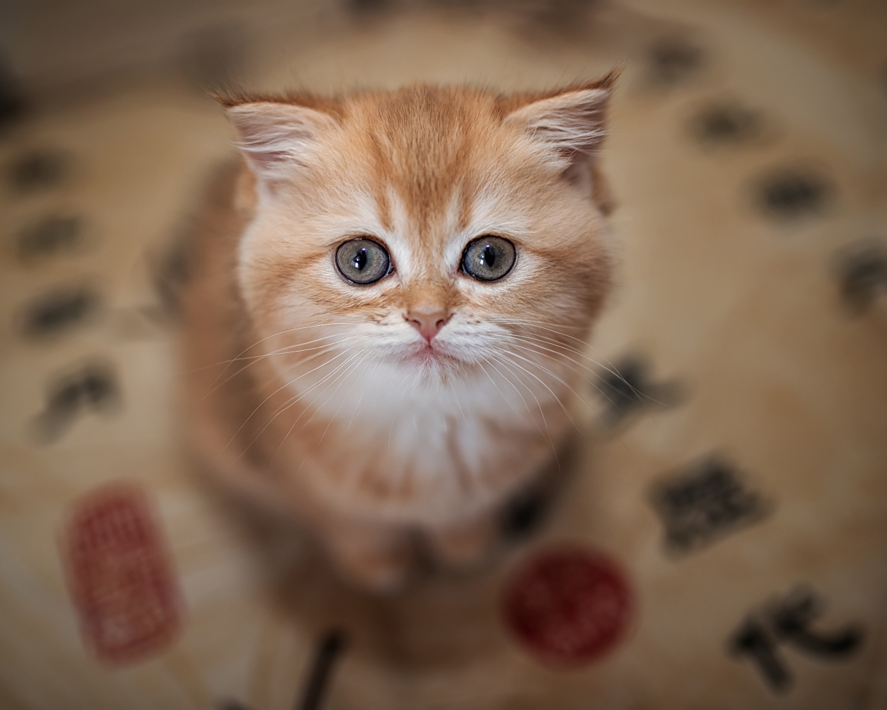 Маленький милый рыжий котенок крупным планом